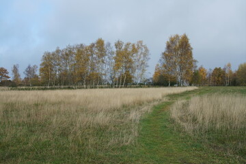 Herbstliche Landschaft im Siegerland mit Gr&auml;sern und Steppe, Betula pendula