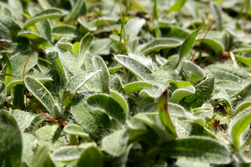 hairy green plant close up