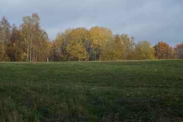 Herbstliche Landschaft im Siegerland mit Gräsern und Steppe, Betula pendula