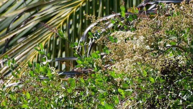 Heena Lawsonia inermis bunch of young green fruit, flower and branch, Used as herbal hair dye.