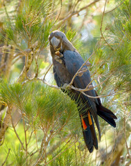 Glossy Black Cockatoo. The eastern subspecies of the glossy black cockatoo (C. l. lathami) is...