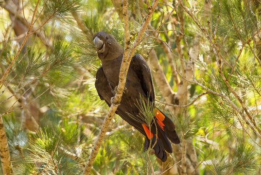 Male Glossy Black Cockatoo. The eastern subspecies of the glossy black cockatoo (C. l. lathami) is listed as threatened in Victoria, are found in open forest and woodlands, and usually feed on sheoak.