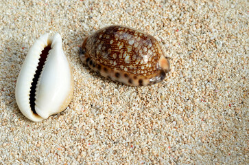 貝殻の造形　タカラガイ　グラフィック素材