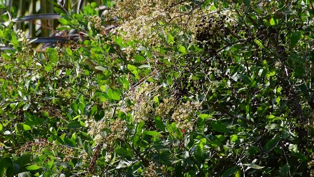 Heena Lawsonia inermis bunch of young green fruit, flower and branch, Used as herbal hair dye.