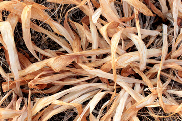 dry plant with yellowed leaves