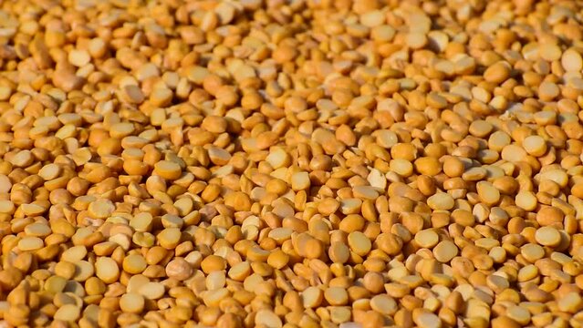 Raw yellow split dried gram lentils