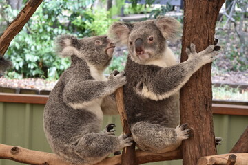 koala in a tree