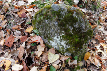 Multicolored autumn leaves. A stone with moss on it.