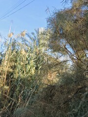 trees in the forest