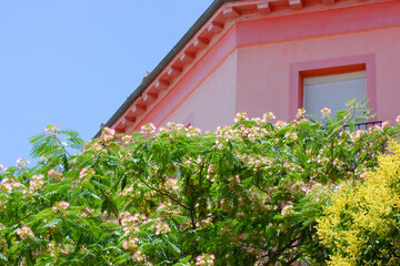 Flowering Albizia julibrissin spring tree, flowers. Pink building, cozy house.