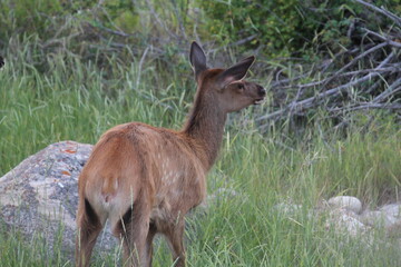 Fototapeta premium deer in the grass