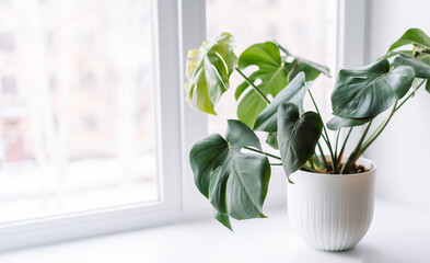 Young monstera in white pot on light windowsill.