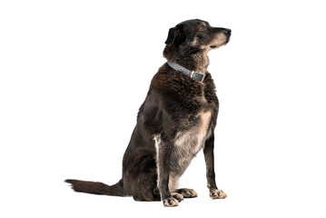 stray dog isolated on a white background
