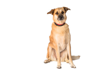 stray dog isolated on a white background