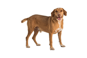 stray dog isolated on a white background