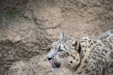 Obraz premium 雪豹