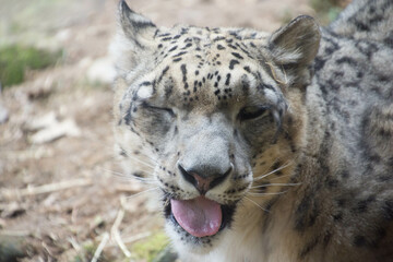 ユキヒョウ