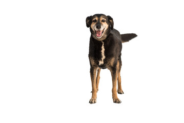 stray dog isolated on a white background