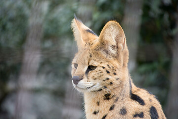 Obraz premium サーバル