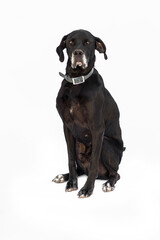 stray dog isolated on a white background