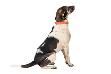 stray dog isolated on a white background