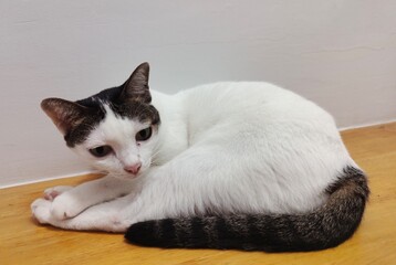 black and white kitten