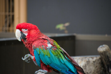 アカコンゴウインコ