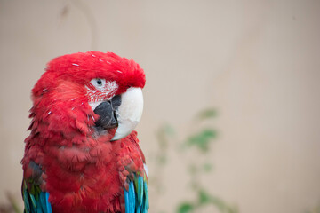 ベニコンゴウインコ