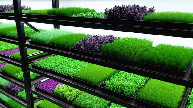 Indoor vertical farm. Spice and seasoning. Parsley, dill, basil, onion, rosemary, mint, thyme. Hydroponic microgreens plant factory. Led lights. 3d illustration.	