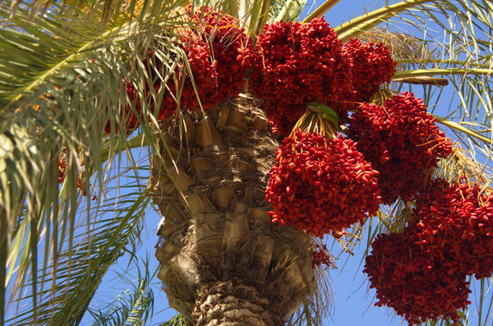 Beautiful date palms, decoration of the desert and the sea coast. Agriculture, kibbutz in Israel. Harvest concept, date palm. Raw fruits of date palm (Phoenix dactylifera) growing on a tree.