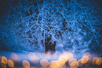 Winter im Garten- Großer Kirschbaum schneebedeckt hinter einer Lichterkettein der anbrechenden Dunkelheit