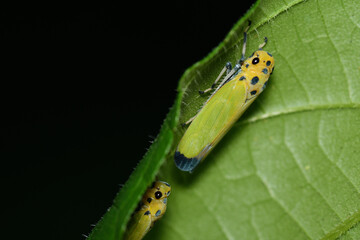 葉の裏に隠れるツマグロオオヨコバイ（埼玉県/10月）