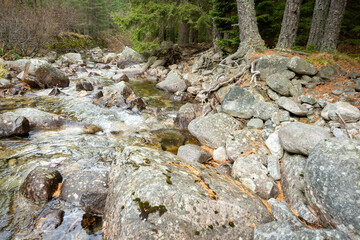 river in the forest