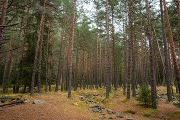 river in the forest