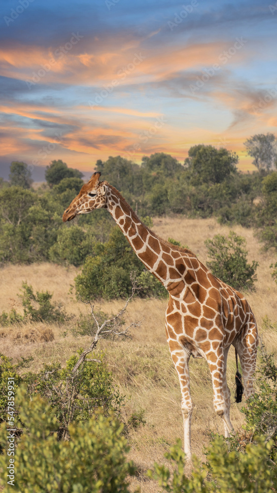 Wall mural Giraffe in front Amboseli national park Kenya masai mara.(Giraffa reticulata) sunset.