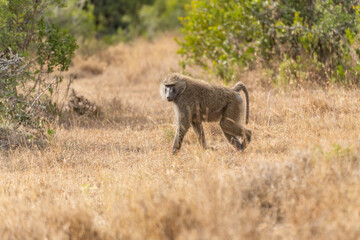 Portrait of an Anubis baboon (Papio anubis) standing in a meadow (Uganda)