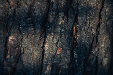Dark bark background. Wooden texture. Old rough surface of tree with cracks and gaps copy space for text logo.