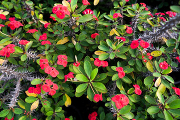 Crown of thorns flowers Euphorbia milli Desmoul, group of crown of thorns flowers, pink flower in a set, Flowers and leaves of Euphorbia milii are shone by the sun, selective focusing