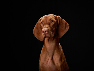 red dog on black. Beautiful Hungarian Vizsla on a dark background in the studio