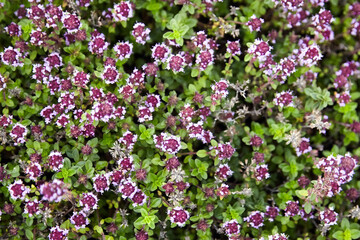 Obraz na płótnie Canvas Thyme sprigs with flowers texture background, top view. Fresh thyme herb closeup