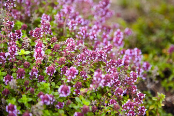Thyme herb with flowers, blurred background. Fresh thyme sprigs closeup, aromatic herbs