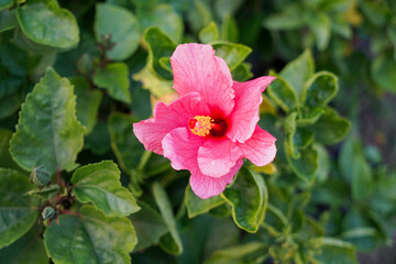 selective focusing, Tropical Hibiscus 'Lipstick' (Hibiscus rosa-sinensis), hibiscus in pink color