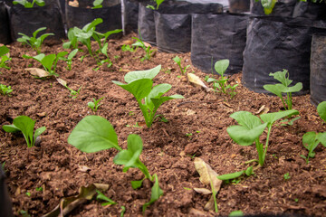 fresh spinach vegetable field on hydroponic method