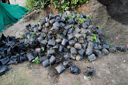 selective focusing mud or clay kept in polythene back at nursery to use it later