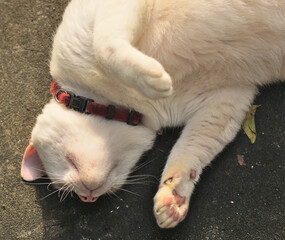 Portrait of fat cat sleep at ground, Close up shot
