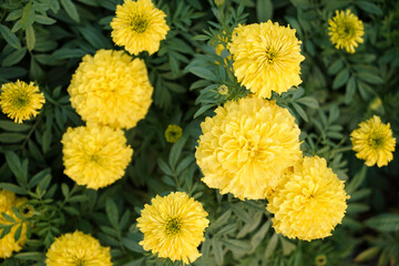 Close up of Indian yellow inka genda marigold flowers growing in a garden with green leaves, selective focusing