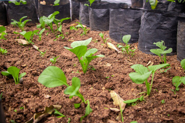 fresh spinach vegetable field on hydroponic method