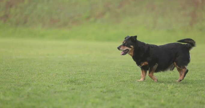 Cute playful Australian Kelpie dog running in the green field in slow motion
