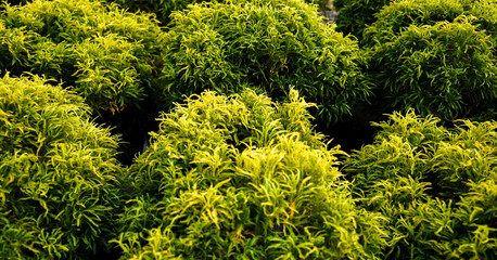 selective focusing, NurseryNature Aralia Golden (Small Leaf) Plant, Aralia, spikenard, the family Araliaceae, 68 species of deciduous, evergreen trees, shrubs, rhizomatous herbaceous perennials.