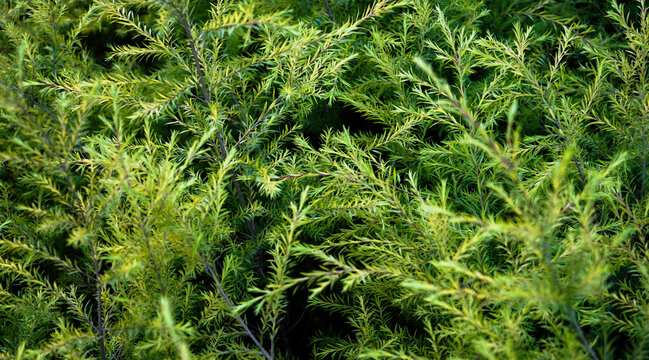 selective focusing, Melaleuca (Tea Tree), Twig of Melaleuca, paperbarks, honey-myrtles or tea-tree, bottlebrush